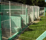 Canis em Goiânia