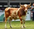 animais de elite em Goiânia