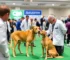 Congresso Brasileiro da Medicina Veterinária