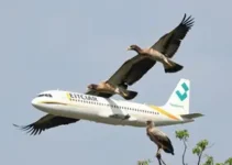 bird strike