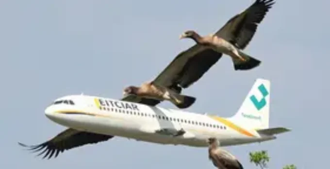 bird strike