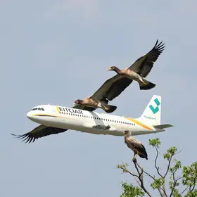 bird strike