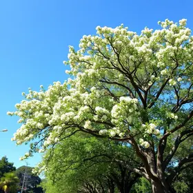 ipês Goiânia