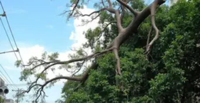 queda de árvores em Goiânia