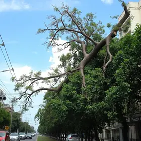 queda de árvores em Goiânia